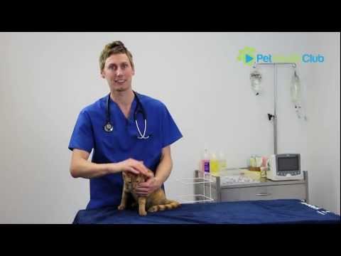 The PetHealthClub - Arthritis in Cats Explained (including symptoms and treatment options)