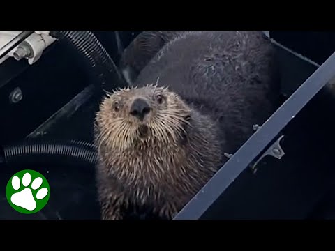 Otter jumps onto boat escaping an orca with seconds to spare