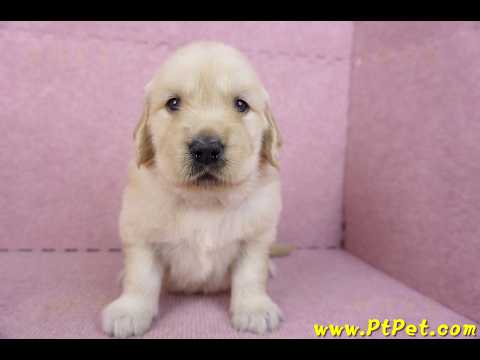 11/14黃金獵犬母幼犬3號(高雄左營)