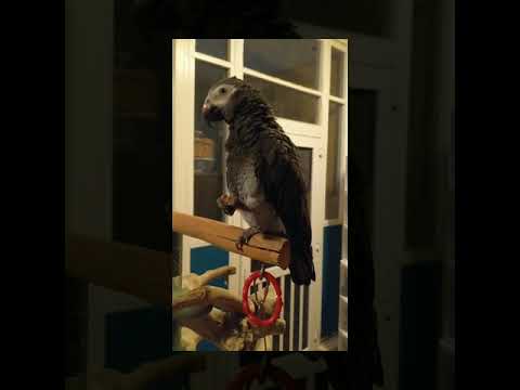 Argo, an adopted African Grey in Alexander, NC_image-1