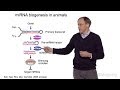 David Bartel Whitehead Institute MIT HHMI Part 1 MicroRNAs Introduction To MicroRNAs