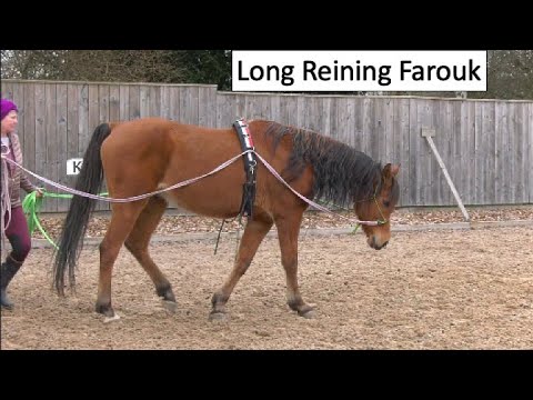 How do I bring Farouk 🏇🏼 back into work after 4 months off❓