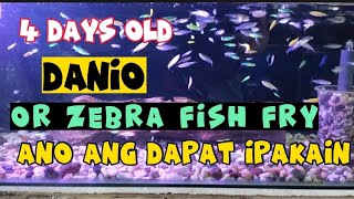 ANO ANG MAGANDANG IPAKAIN SA MGA FRY