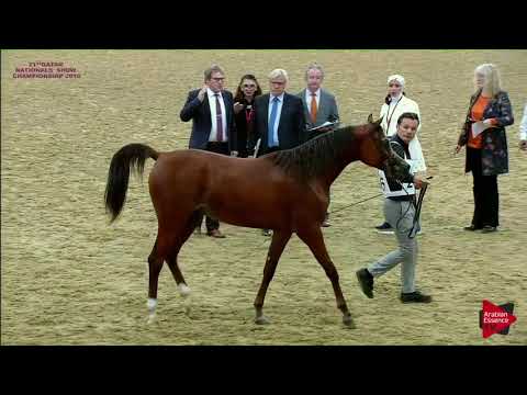 N 206 AMIR AL REEH   21st Qatar National 2018   Yearling Colts Class 6B