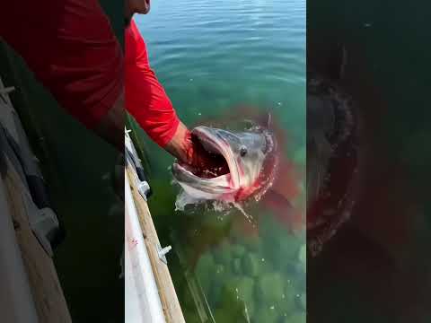 Monster River Fish Catch 😱 Biggest Catch Ever!