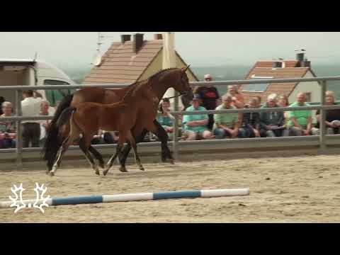 Orwell/T. *2023 - Hengst v. Eichengold/Herbstkönig