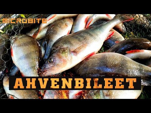 Ahvenkassi videoo / Ahventa purkkiin