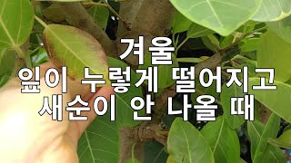 겨울 잎이 누렇게  떨어지고 새순이 안 나올 때