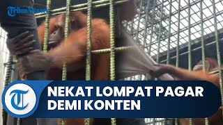 Viral Video Orangutan Tarik Pengunjung, Ternyata Sang Pria Nekat Lompati Pembatas Demi Ambil Video