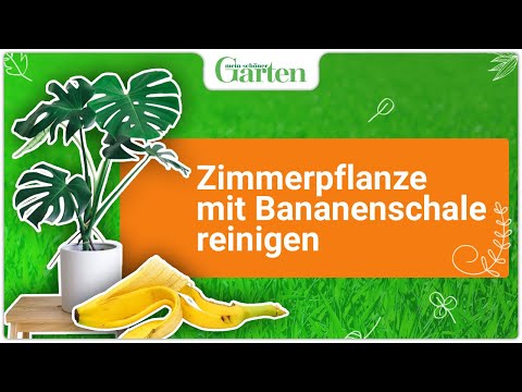 Blattpflege: Zimmerpflanzen mit Bananenschale reinigen