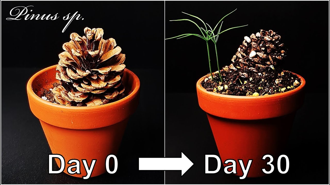 How to grow a pine tree with pine cone｜Growing pine tree｜How to grow #39 Pine cone｜Eng Sub