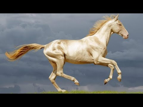 10 Caballos Increíbles Que No Creerás Que Existen