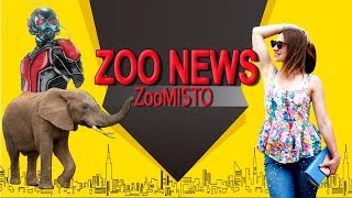 Муравей-грабитель и слоны у басейна | Новости из мира животных #24 | ZooMisto