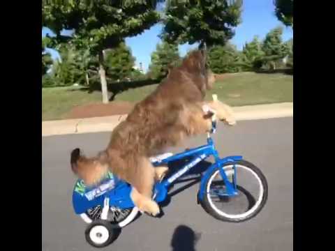 Norman rides a bike fast