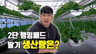 2단 행잉배드 총정리! / 딸기의 생산량은 과연 두배일까? / 새로운 시설 하우스 고민중 이신분들 주목!