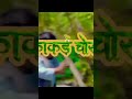 Kakad Chor Mahesh Kumar Mamta Arya New Kumaoni Song 2023 Pappu Gusain Shivi Lachu Pahadi