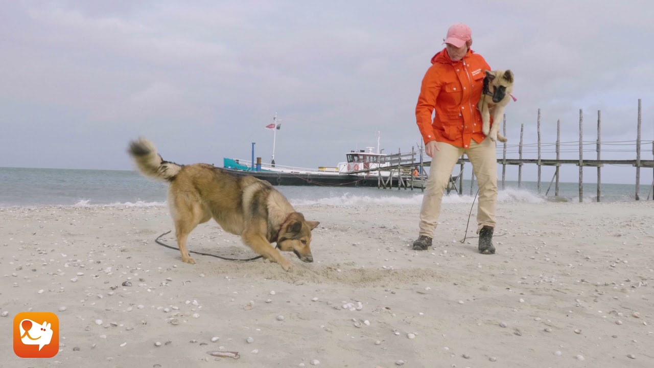 UNGLAUBLICH, ein Welpe mit 11 Wochen Hilft Alex Hundetrainerin den Beutel zu verstecken.