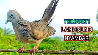 Download lagu Suara Burung Perkutut Pikat Memanggil Temannya Terbukti Paling Jitu Buat Pancingan mp3