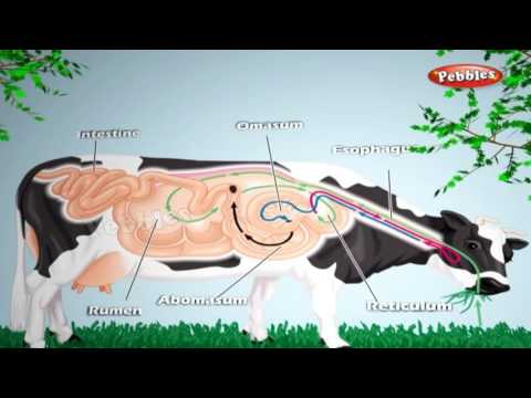 Nutrition in Animals Video Lecture | Study Science & Technology for UPSC CSE - UPSC | Best Video for UPSC Nutrition in Animals Video Lecture | Study Science & Technology for UPSC CSE - UPSC | Best Video for UPSC