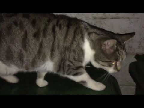 Boring Cat episode 36