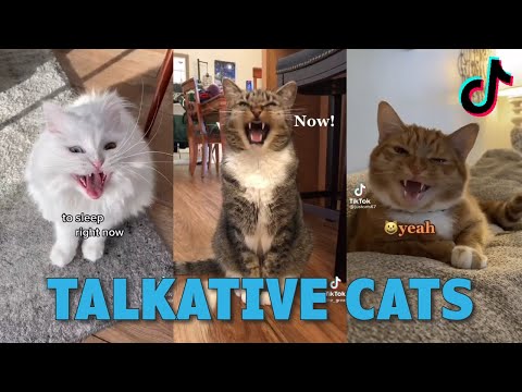 TALKATIVE CATS