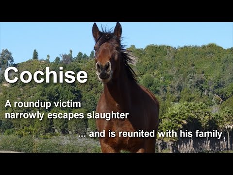 Wild Horse & Burro Rescue & Sanctuary Mission