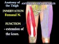 Anatomy Of The Thigh - Everything You Need To Know - Dr. Nabil Ebraheim