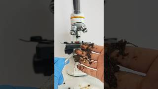 Download lagu 😲Mud under microscope||1000x Zoom #microscope #viralshort #mud mp3