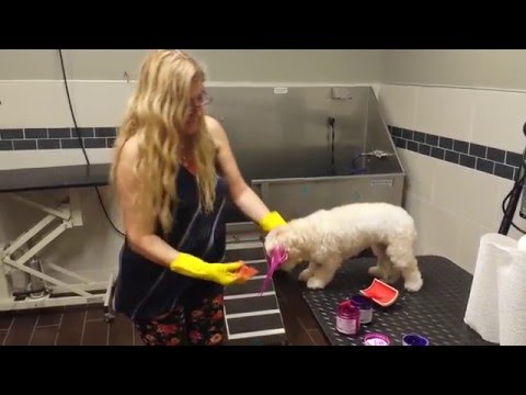 Maltese ( Colors) at PET WISHES by VERONA