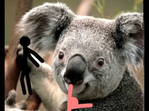 Koala dance