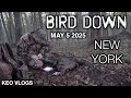 Tagged Out In New York Turkey Hunting