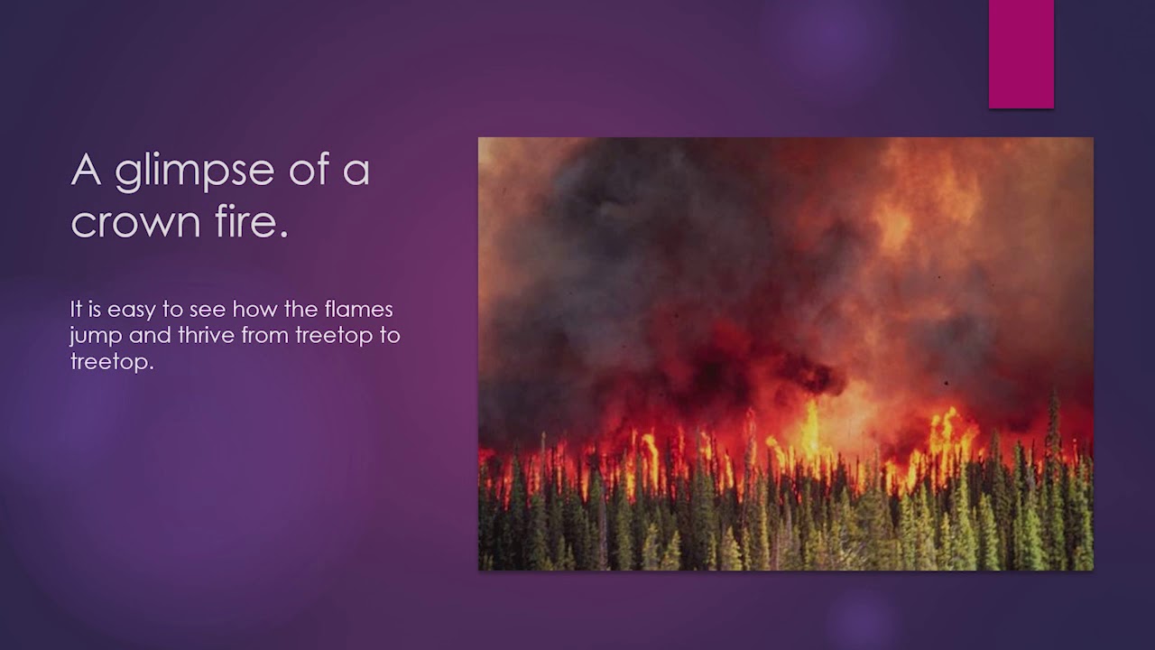 Hazard in Forest Fire, cause and Effect of  forest fire; Forest Fire Management
