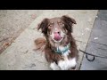 Full Moon Chicken Jerky Healthy All Natural Dog Treats Human Grade Made in USA Grain Free 12 oz