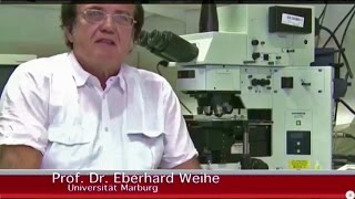 Prof. Eberhard Weihe bestätigt die wissenschaftliche Begründbarkeit der Migräne-Heilbehandlung von Dr. Strackharn.
