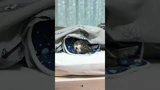 お布団で気持ちよく寝る猫。おやすみなさいませ
