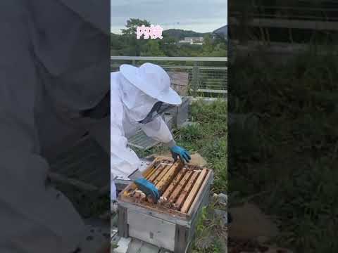 商学科 静岡雙葉高校　みつばちプロジェクト　ショートムービー2025