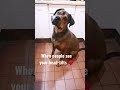 Love head tilts! #rottie #ridgeback #doberman #dogsofyoutube #popular