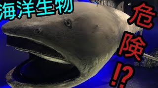 危険な海洋生物！？【海の生き物】