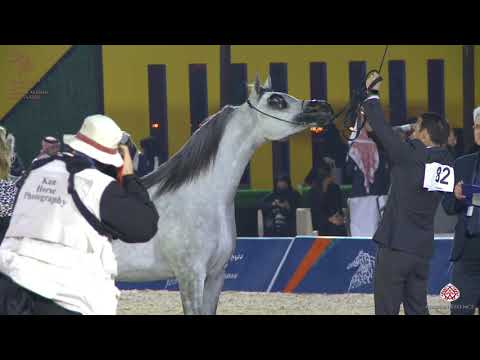 N 82 HALALAT AL KHALEDIAH   Asharqia Arabian Horse Classic 2020   Fillies 2 Years Old Class 2B