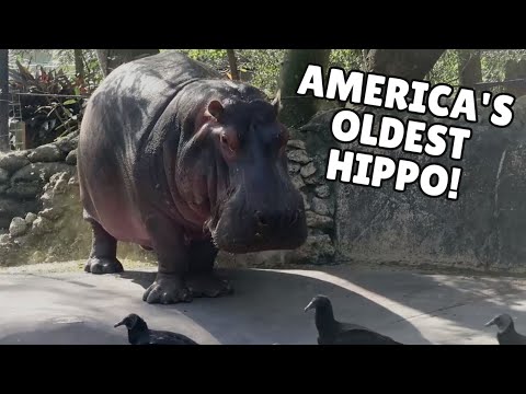 Hippo poops at some birds then laughs about it (Sounds like Jabba the Hutt) #shorts