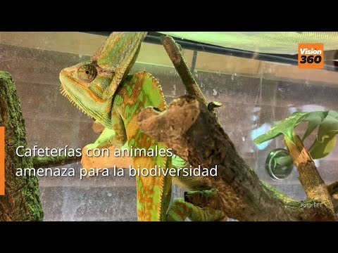 Cafeterías con animales, de tendencia viral en Japón a amenaza para la biodiversidad