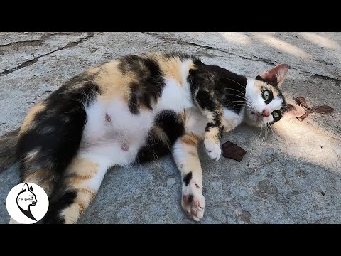 Homeless Mom cat is pregnant he did not let me touch