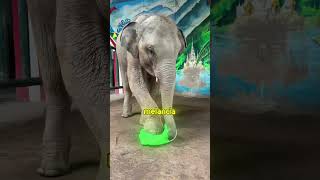 O SEGREDO DOS PÉS DOS ELEFANTES 🐘 #curiosidades