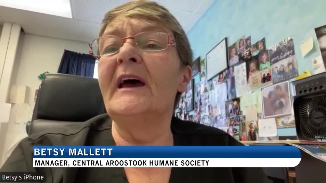 Central Aroostook Humane Society overwhelmed by uptick of animals