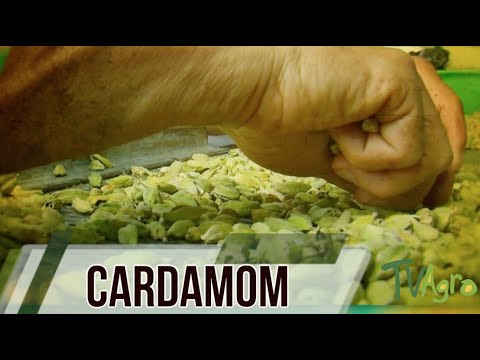 Cardamom Extract Drops