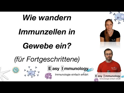 Season 7: Entzündungen - Wie wandern Immunzellen in Gewebe ein (für Fortgeschrittene)