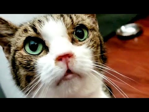 Cats... When A Dog Loves A Cat A Bit Too Much! 😆😄 #cats #dogs #cutepets #happycat #lovepets