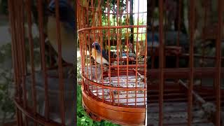 Download lagu Murai buluh mp3 Download lagu Murai buluh mp3