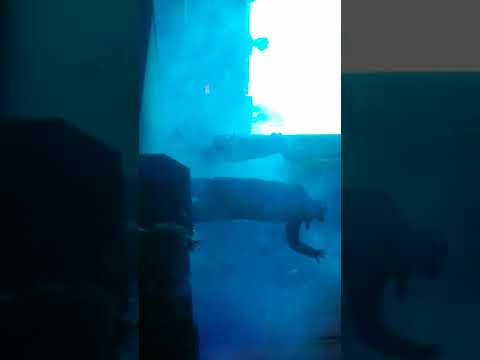 BLON KHAN VS KAISER ACZINO EL DESAFÍO SUDAMETRICA