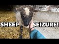 I caught my ewe having a full-on seizure.😔 | Vlogmas 2022 | Vlog 642